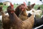 Menganalisa Bisnis Poultry